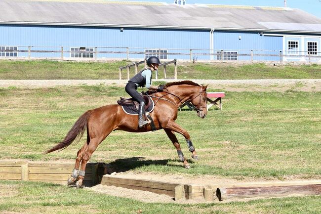 Super Talented 15 Yr Old Chestnut Thoroughbred Gelding, Houston, Horses For Sale, London