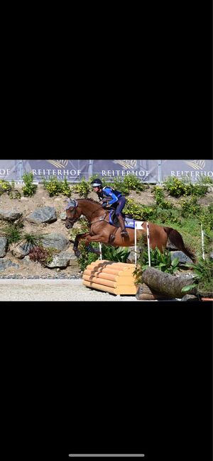 Super Trakehner Wallach, Anna Bischof, Horses For Sale, Sankt Peter am Kammersberg, Image 4