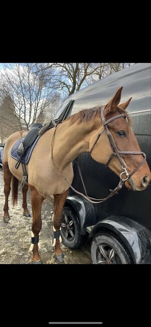 Super Trakehner Wallach, Anna Bischof, Horses For Sale, Sankt Peter am Kammersberg, Image 5