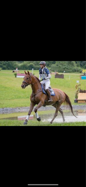 Super Trakehner Wallach, Anna Bischof, Horses For Sale, Sankt Peter am Kammersberg, Image 3