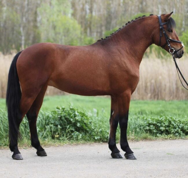 Super traum kinderpony, CELINA, Horses For Sale, Kecskemét