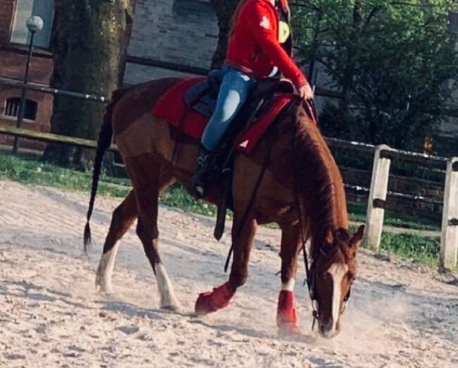 Superliebe Quarter Horse Stute an Bestplatz abzugeben, Kerstin Rehbehn (Pferdemarketing Ost), Konie na sprzedaż, Nienburg, Image 6