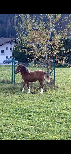 Super süßes Ponystutfohlen, Elisabeth Vasold, Konie na sprzedaż, Eben im Pongau, Image 3