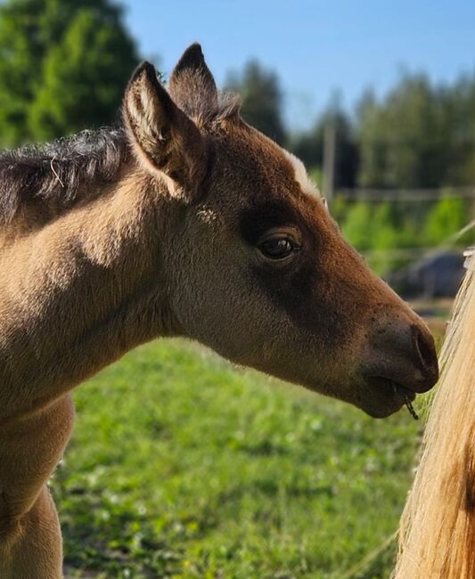 Supersüßes Quarter Horse Stutfohlen, Kerstin Rehbehn (Pferdemarketing Ost), Konie na sprzedaż, Nienburg, Image 8