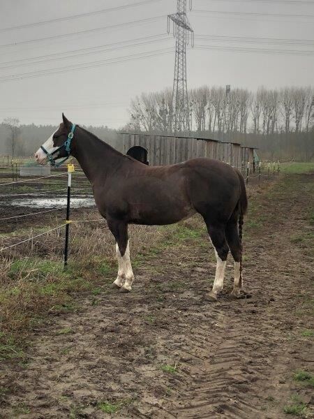 Superliebe, kinderliebe Paint Horse Stute, Kerstin Rehbehn (Pferdemarketing Ost), Konie na sprzedaż, Nienburg, Image 6