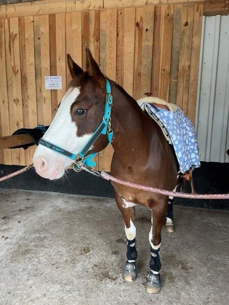 Superliebe, kinderliebe Paint Horse Stute, Kerstin Rehbehn (Pferdemarketing Ost), Konie na sprzedaż, Nienburg, Image 8