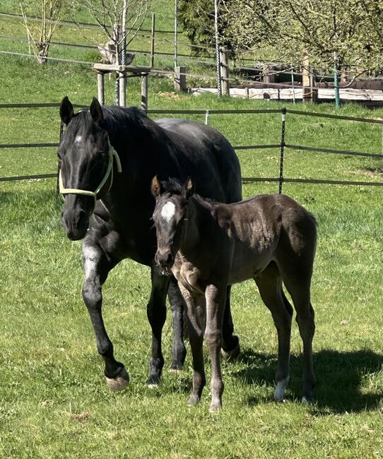Superliebes, top gezogenes Quarter Horse Stutfohlen in Blue Roan, Kerstin Rehbehn (Pferdemarketing Ost), Konie na sprzedaż, Nienburg, Image 5