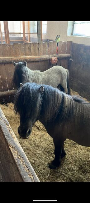 Super liebe Shetland Ponys, Sabine , Konie na sprzedaż, Bühl, Image 4