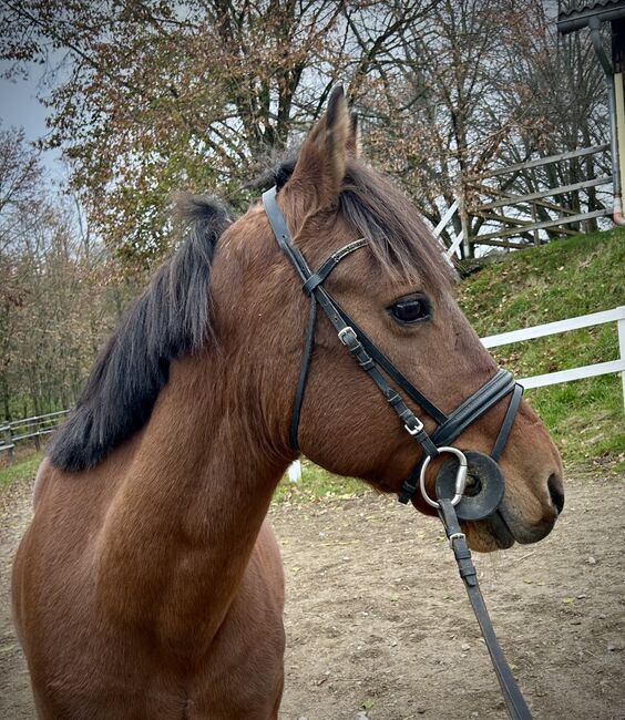 Super liebes Pony, Pferdeglück (Pferdeglück GmbH), Konie na sprzedaż, Pelmberg, Image 2