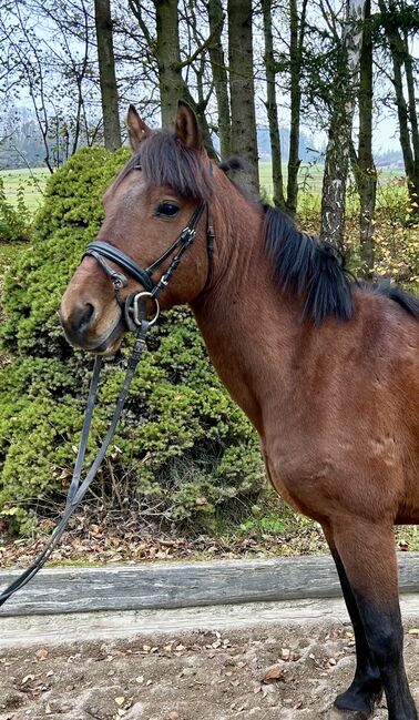 Super liebes Pony, Pferdeglück (Pferdeglück GmbH), Konie na sprzedaż, Pelmberg, Image 3