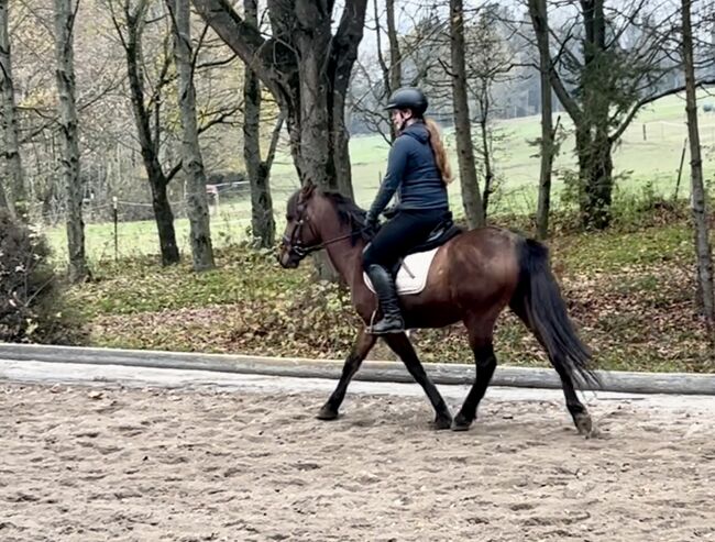 Super liebes Pony, Pferdeglück (Pferdeglück GmbH), Konie na sprzedaż, Pelmberg, Image 5