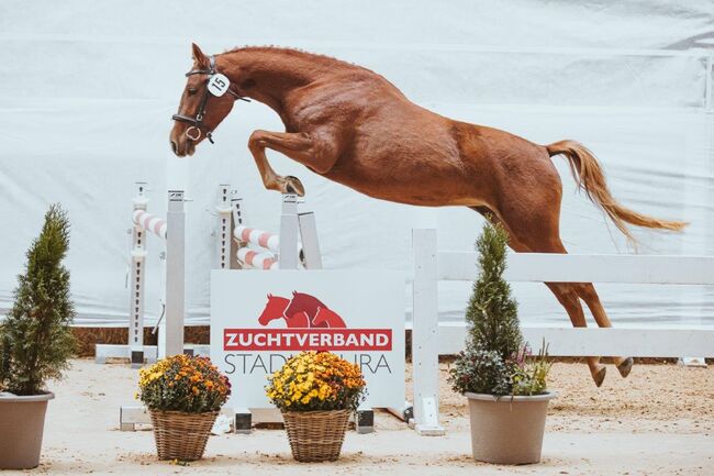 Superliebes Reitpony mit Zukunftsperspektive, Barbara , Konie na sprzedaż, Kallham, Image 2