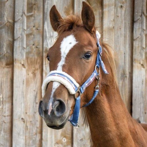 Superliebes Reitpony mit Zukunftsperspektive, Barbara , Konie na sprzedaż, Kallham, Image 4