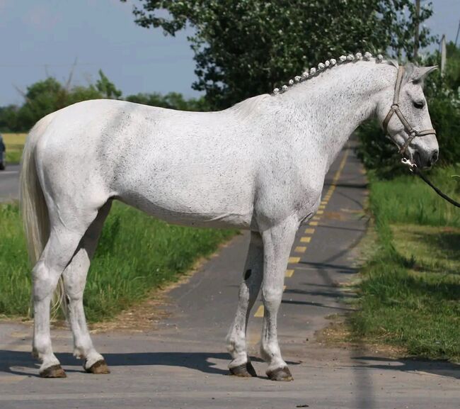 Szuper Schön kinderpferd, Károly , Horses For Sale, Kecskemét , Image 2