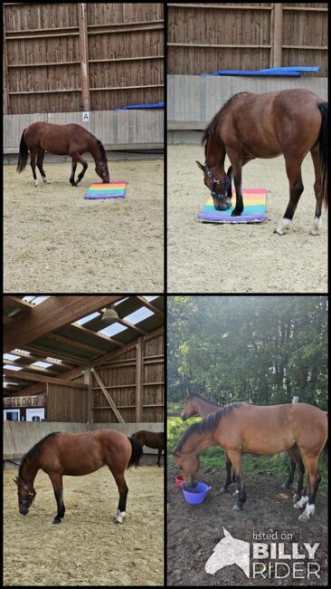 Super brave Freiberger Jährlingsstute, Kerstin Rehbehn (Pferdemarketing Ost), Horses For Sale, Nienburg, Image 5