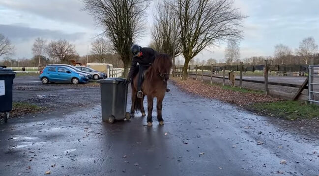 Super braves Islandpferd, Silke Köhler, Horses For Sale, Image 4