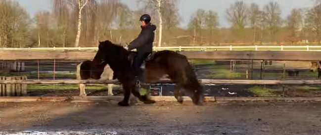 Super braves Islandpferd, Silke Köhler, Horses For Sale, Image 12