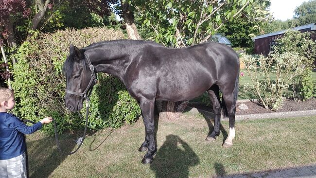Super brave Ponystute, B.M., Horses For Sale, Großheide, Image 3