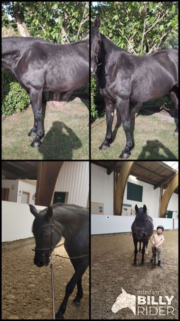 Super brave Ponystute, B.M., Horses For Sale, Großheide, Image 5