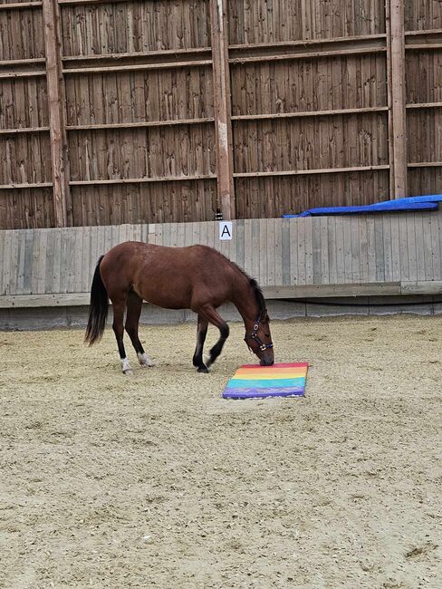 Super brave Freiberger Jährlingsstute, Kerstin Rehbehn (Pferdemarketing Ost), Horses For Sale, Nienburg