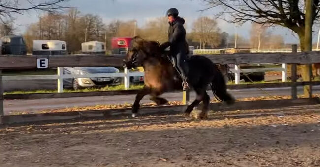 Super braves Islandpferd, Silke Köhler, Horses For Sale, Image 6