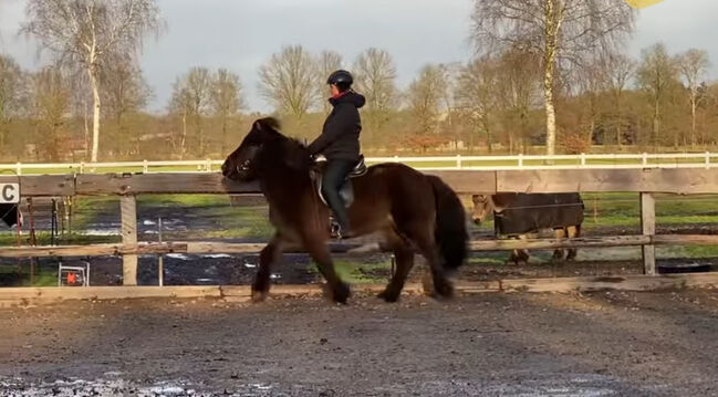 Super braves Islandpferd, Silke Köhler, Horses For Sale, Image 8