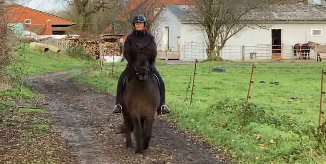 Super braves Islandpferd, Silke Köhler, Horses For Sale, Image 9