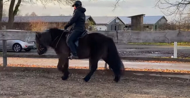 Super braves Islandpferd, Silke Köhler, Horses For Sale, Image 13