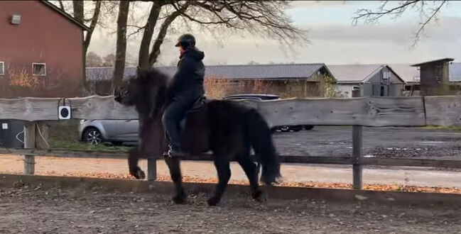 Super braves Islandpferd, Silke Köhler, Horses For Sale, Image 14