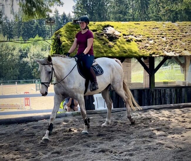 Super Zangersheider Stute!, Pferdeglück (Pferdeglück GmbH), Horses For Sale, Pelmberg, Image 5