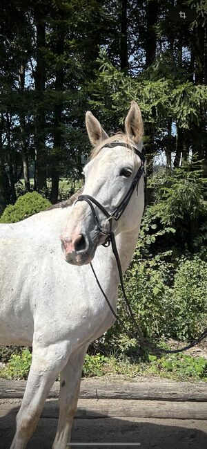 Super Zangersheider Stute!, Pferdeglück (Pferdeglück GmbH), Horses For Sale, Pelmberg, Image 6