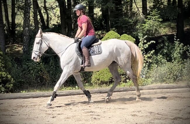 Super Zangersheider Stute!, Pferdeglück (Pferdeglück GmbH), Horses For Sale, Pelmberg, Image 4