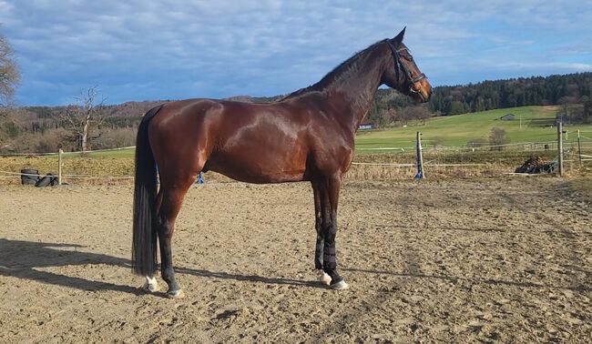 Super Allrounder und absolutes Herzenspferd abzugeben, Kerstin Rehbehn (Pferdemarketing Ost), Horses For Sale, Nienburg, Image 7