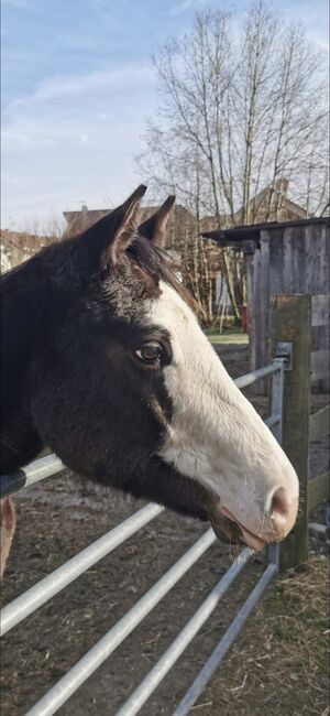 Super tolle Paint Horse Stute, Sandra Jetzinger, Horses For Sale, Unterthambach, Image 4