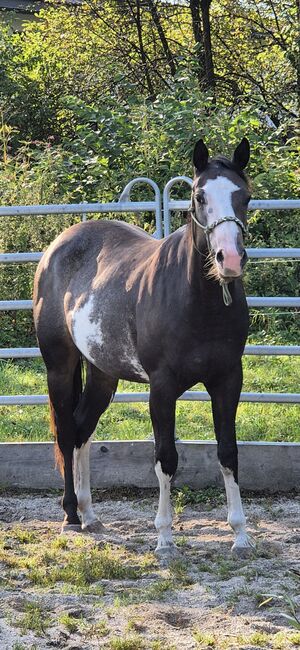 Super tolle Paint Horse Stute, Sandra Jetzinger, Horses For Sale, Unterthambach, Image 2