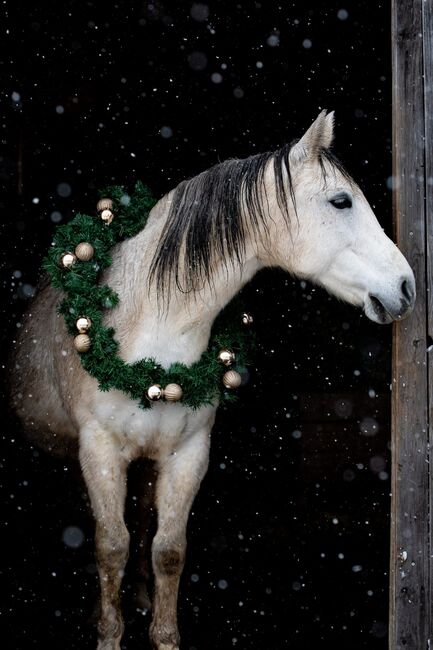 Superbrave Stute, Carmen Hofer, Horses For Sale, Altlengbach , Image 5