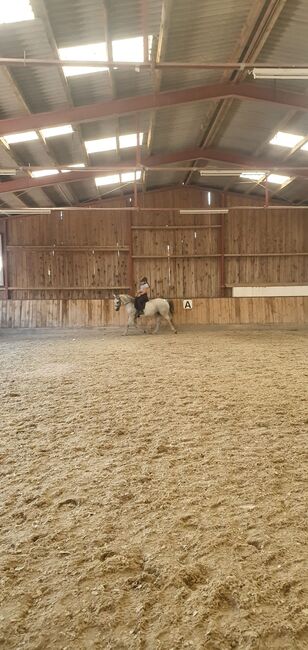 Superbrave  Stute, Mazu, Horses For Sale, Hofstatt am Anzbach