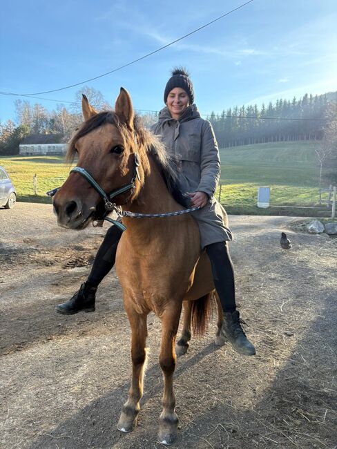 Superbrave Fjordstute Verlasspferd, Julia , Pferd kaufen, Wöllersdorf 