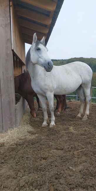 Superbrave Stute, Carmen Hofer, Horses For Sale, Altlengbach , Image 3