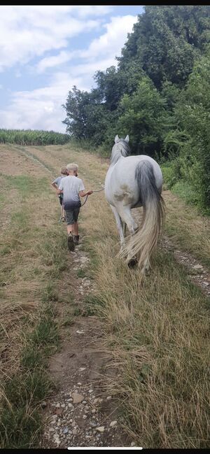 Superbrave Stute, Carmen Hofer, Horses For Sale, Altlengbach , Image 6