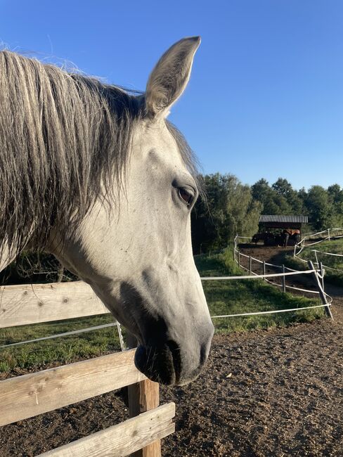 Superbrave Stute, Carmen Hofer, Horses For Sale, Altlengbach , Image 4