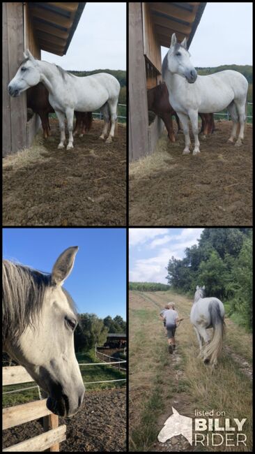 Superbrave Stute, Carmen Hofer, Horses For Sale, Altlengbach , Image 8