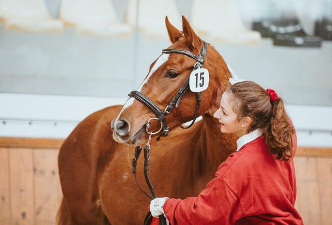 Superbraves Österr. Reitpony, Barbara , Pferd kaufen, Kallham