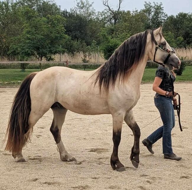 Super schicker Welsh Cob in Sonderlackierung, Nadja Klement , Horses For Sale, Enzersdorf/Fischa, Image 6