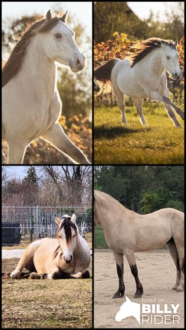 Super schicker Welsh Cob in Sonderlackierung, Nadja Klement , Horses For Sale, Enzersdorf/Fischa, Image 9