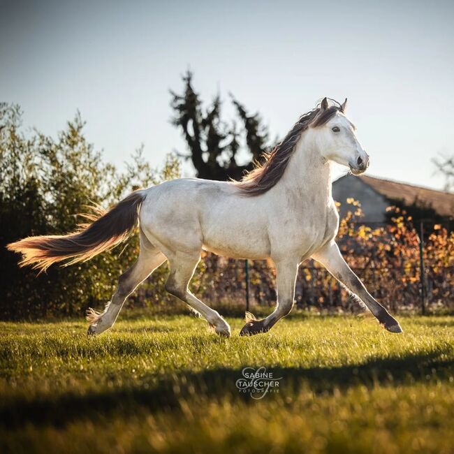 Super schicker Welsh Cob in Sonderlackierung, Nadja Klement , Horses For Sale, Enzersdorf/Fischa, Image 2