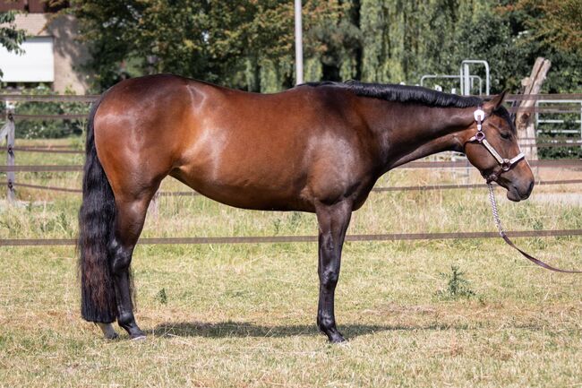 superliebe, gut gezogene Quarter Horse Stute, Kerstin Rehbehn (Pferdemarketing Ost), Horses For Sale, Nienburg