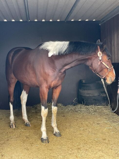 superliebe, sehr talentierte Barockpinto Stute, Kerstin Rehbehn (Pferdemarketing Ost), Horses For Sale, Nienburg, Image 7