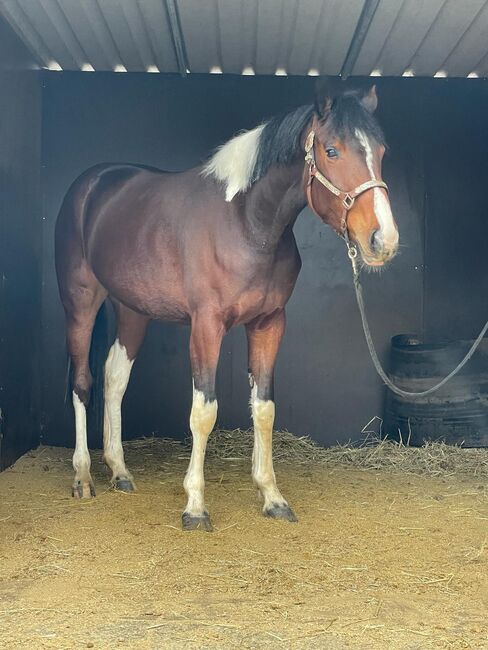 superliebe, sehr talentierte Barockpinto Stute, Kerstin Rehbehn (Pferdemarketing Ost), Horses For Sale, Nienburg, Image 3