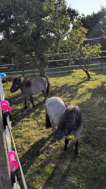 Super liebe Shetland Ponys, Sabine , Horses For Sale, Bühl, Image 3